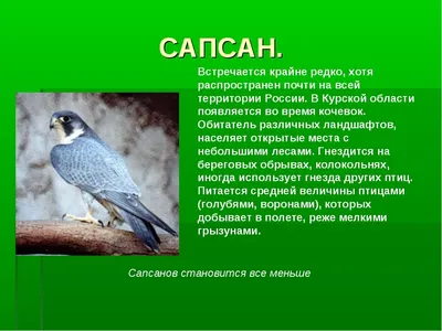 Птицы | Центрально-Черноземный государственный заповедник имени профессора  В.В. Алехина