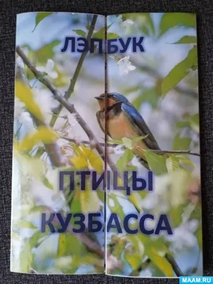 Птицы Сибири. В 2х томах | Рябицев Вадим Константинович - купить с  доставкой по выгодным ценам в интернет-магазине OZON (211018606)