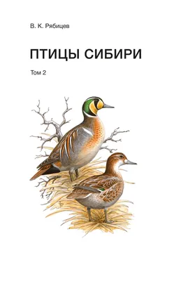 Встали на крыло: зачем энергетики рассказывают про редких птиц Кузбасса? -  «СГК Онлайн»