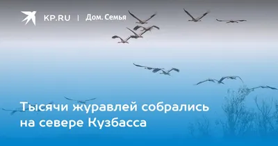 Обыкновенный поползень (Sitta europaea). Птицы Сибири. | Поползень,  Домашние птицы, Птицы