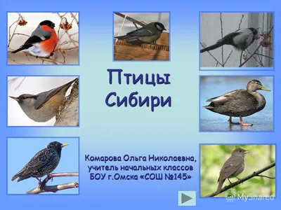 Домовый воробей (Passer domesticus). Птицы Сибири.