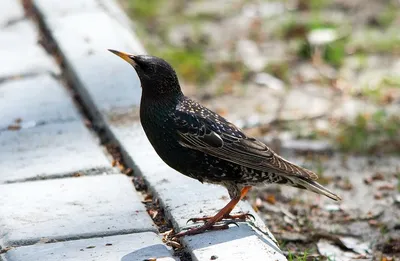 Сойка (Garrulus glandarius). Птицы Европейской России.