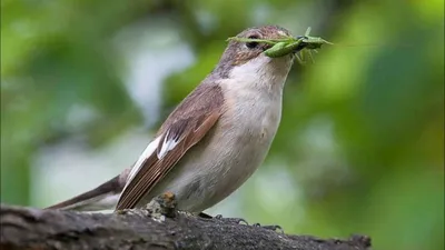 Садовая фигура Подвеска Дощечка с птицами, 24х15 см.