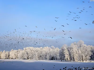 https://vecherka-spb.ru/2024/01/19/peterburzhtsi-smogut-prisoedinitsya-k-obshcherossiiskomu-uchetu-vodoplavayushchikh-ptits-seraya-sheika