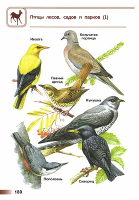 Птицы леса примеры - картинки и фото poknok.art