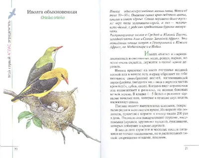 Книга ПИТЕР Кто где живёт Звери и птицы леса купить по цене 514 ₽ в  интернет-магазине Детский мир