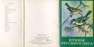 Птицы леса: 12 развивающих карточек с красочными картинками, стихами и  загадками для занятий с детьми – купить по цене: 99 руб. в  интернет-магазине УчМаг