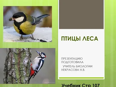 Птицы леса: 12 развивающих карточек с красочными картинками, стихами и  загадками для занятий с детьми – купить по цене: 99 руб. в  интернет-магазине УчМаг