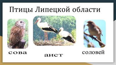 Государственное бюджетное учреждение дополнительного образования Центр  дополнительного образования \"ЭкоМир\" Липецкой области