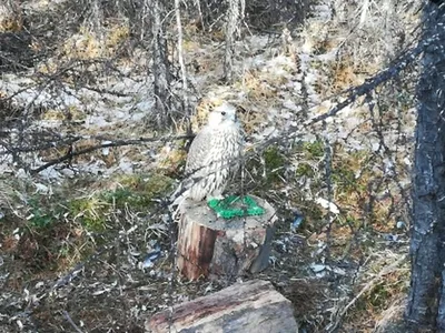 О гнездовании деревенской ласточки Hirundo rustica на юге Магаданской  области