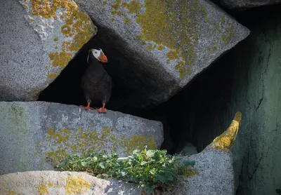 БЕЛОПЛЕЧИЙ ОРЛАН HALIAEETUS PELAGICUS В МАГАДАНСКОЙ ОБЛАСТИ: РАЗМНОЖЕНИЕ,  ЧИСЛЕННОСТЬ, УСПЕХ РАЗМНОЖЕНИЯ – тема научной статьи по биологическим  наукам читайте бесплатно текст научно-исследовательской работы в  электронной библиотеке КиберЛенинка