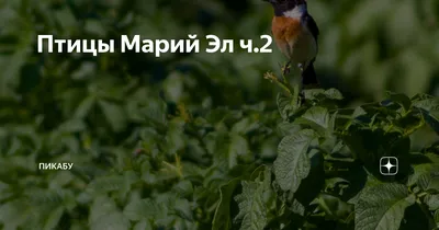 Птицы Марий Эл ч.2 | Пикабу | Дзен