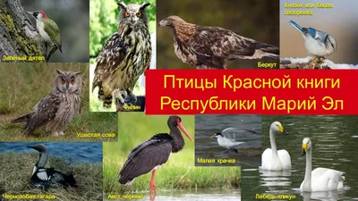 Птицы из Красной книги Республики Марий Эл | Национальная библиотека имени  С.Г. Чавайна Республики Марий Эл