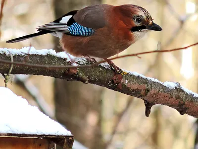 Сойка (Garrulus glandarius). Птицы Европейской России.