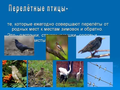 Перелетные птицы 🦢 . Перелетные... - Любознательные дети | Facebook