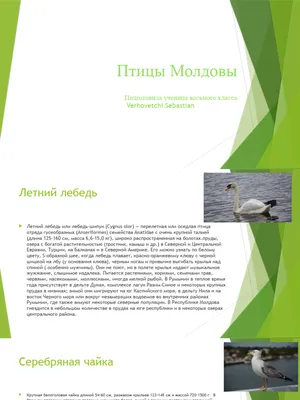 9-27 Летят перелётные птицы (Раиса Пацук) / Стихи.ру