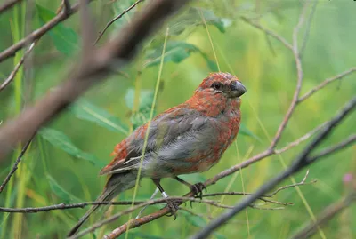 Фотогалерея - Птицы (Aves) - Садовая камышовка (Acrocephalus dumetorum) -  Природа Республики Мордовия