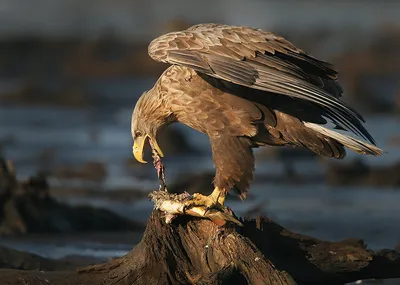 ЖЕЛТОЛОБАЯ ТРЯСОГУЗКА MOTACILLA LUTEA - НОВЫЙ ВИД ПТИЦ РЕСПУБЛИКИ МОРДОВИЯ