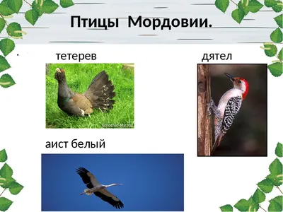 Прилетели первые хищные птицы | Шульган-Таш