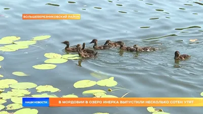 В природном парке «Усть-Медведицкий» начинают подкармливать птиц