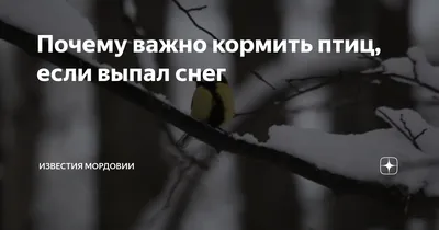 В Тверь прилетела редкая певчая птица семейства синицевых | ОБЩЕСТВО:  Природа | ОБЩЕСТВО | АиФ Тверь