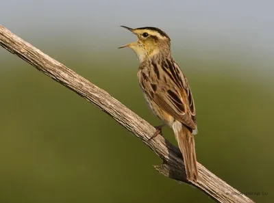 Средний пестрый дятел (Dendrocopos medius) - новый вид птиц в Мордовском  заповеднике