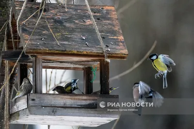 Каких хищных птиц можно встретить в Москве