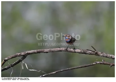 Birds of Moscow area (Птицы Москвы и Московской области). Фотограф Михаил  Ездаков