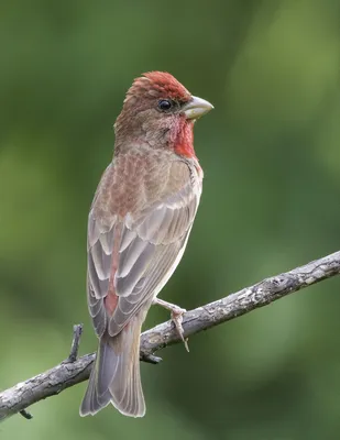 Птицы России / Birds of Russia | Facebook