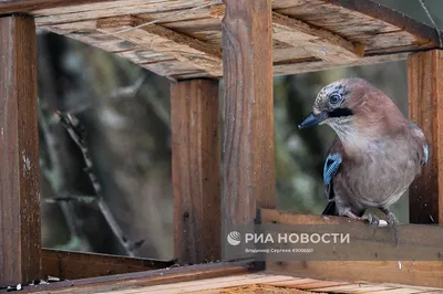 Исследования биологии совообразных и дневных хищных птиц