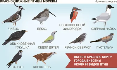 Птицы в Москве и Подмосковье. Birds of Moscow and in the Moscow region,  Russia. - YouTube