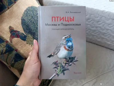 Программа птицы Москвы и Подмосковья | Опубликован 36-й номер журнала  Московка