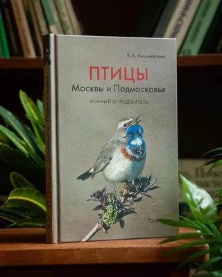 Программа \"Птицы Москвы и Подмосковья\" - Дрозды рябинники. Слева молодой,  которого кормит еще взрослая птица, сидит справа. Можно сравнить отличия  окраски. ГБС РАН июнь. Фото: В.П.Авдеев | Facebook