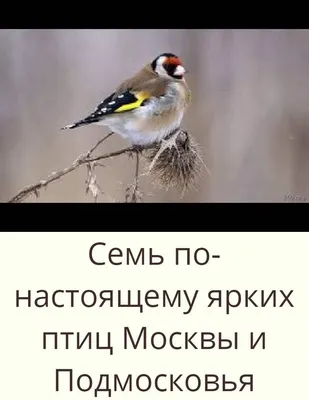 Топ-5 самых милых птиц Москвы и Подмосковья | Блог Плюса | Дзен