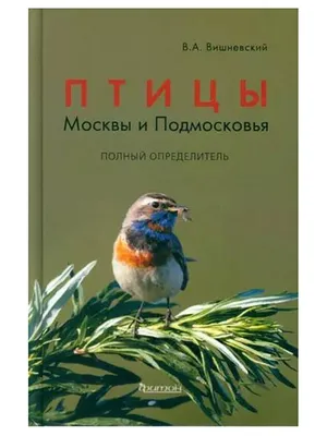 Топ-5 самых милых птиц Москвы и Подмосковья | Блог Плюса | Дзен