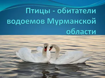 В Мурманской области птицы приступили к гнездованию раньше срока —  Мурманский вестник - #183097