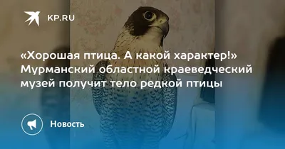 KP.RU - Мурманск - В Мурманской области высоковольтные линии проводов  признали опасными для птиц: https://www.murmansk.kp.ru/online/news/3309597/  | Facebook