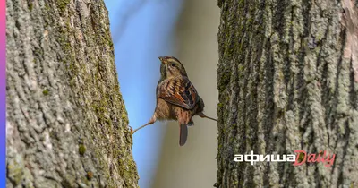 Пятый очерк - отряд: курообразные Galliformes