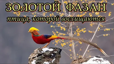 Каких птиц можно встретить в Москве и где их искать? Объясняет орнитолог -  Афиша Daily