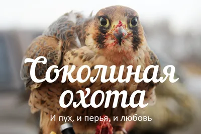 Ученые: у чернобыльских птиц аномально уменьшился мозг | Українські Новини