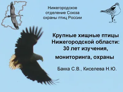 Крупные хищные птицы Нижегородской области: 30 лет изучения, мониторинга,  охраны» by Anna Shestakova - Issuu