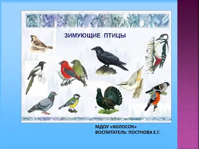 Список птиц Нижегородской области