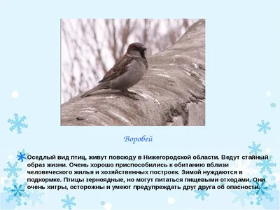 Жители нижегородской области могут увидеть «стрижепад» — новости города Бор