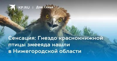 Сосновский район, Нижегородская область, Сайт газеты Сосновский вестник,  Яблоки на снегу