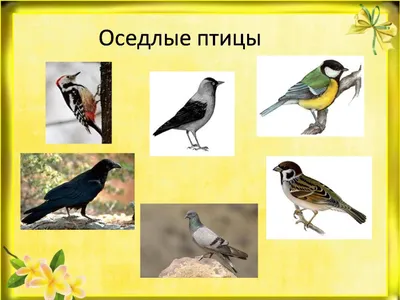 Сенсация: Гнездо краснокнижной птицы змееяда нашли в Нижегородской области  - KP.RU