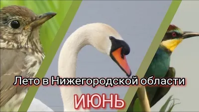 Вирус птичьего гриппа найден в Нижегородской области у чаек |  Информационное агентство «Время Н»