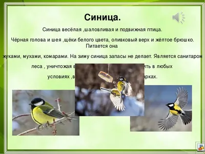 Птицы Новгородской области / Birds of Novgorod Oblast's Journal ·  iNaturalist