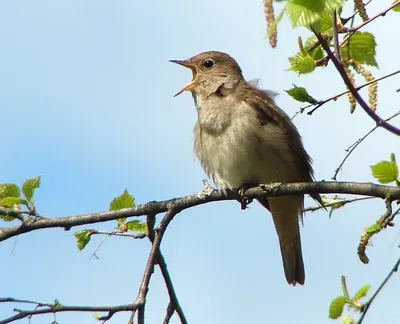 Птицы Новгородской области / Birds of Novgorod Oblast's Journal ·  iNaturalist