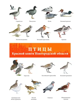 Международный день птиц / Министерство природных ресурсов, лесного  хозяйства и экологии Новгородской области