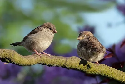 Птицы Новгородской области / Birds of Novgorod Oblast's Journal ·  iNaturalist